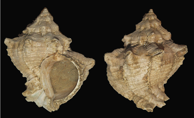 Hexaplex trunculus conglobatus (Michelotti,1841)